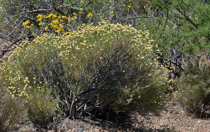 Rayless Goldenhead is a shrub or sub-shrub that is mostly smooth, erect or ascending branches at the woody base. Acamptopappus sphaerocephalus